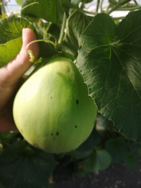  - SEMINTE PEPENE GALBEN - D 219 SNOW LEOPARD