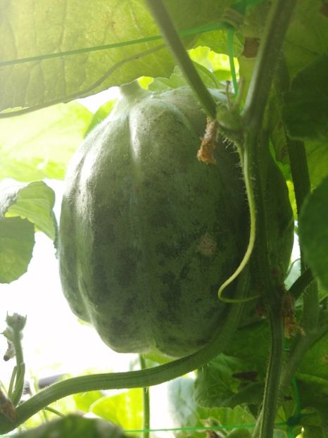  - SEMINTE PEPENE GALBEN - D 220 ZATTA