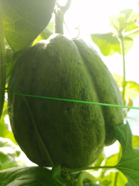  - SEMINTE PEPENE GALBEN - D 220 ZATTA