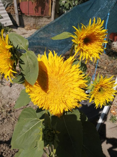  - SEMINTE FLOAREA SOARELUI - D 203 ASTRA GOLD