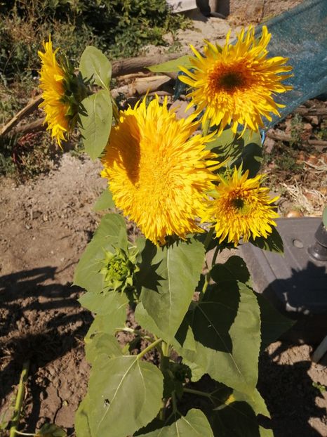  - SEMINTE FLOAREA SOARELUI - D 203 ASTRA GOLD