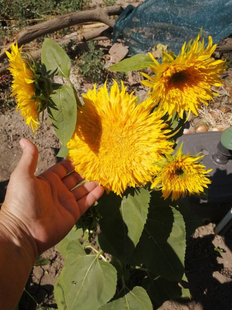  - SEMINTE FLOAREA SOARELUI - D 203 ASTRA GOLD