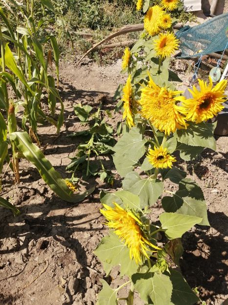  - SEMINTE FLOAREA SOARELUI - D 203 ASTRA GOLD