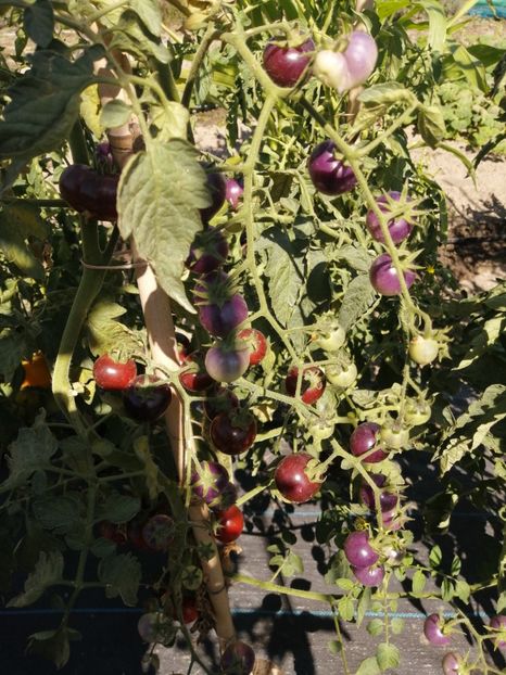  - SEMINTE ROSII - T 1055 CHERRY BING TOMATO