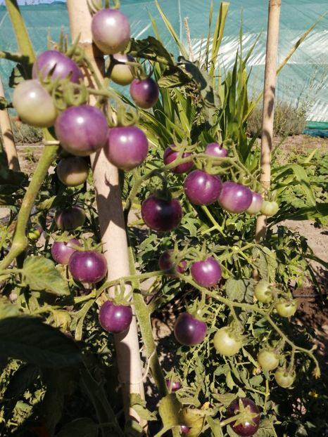  - SEMINTE ROSII - T 1055 CHERRY BING TOMATO