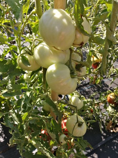  - SEMINTE ROSII - T 1061 BIDEN HEART