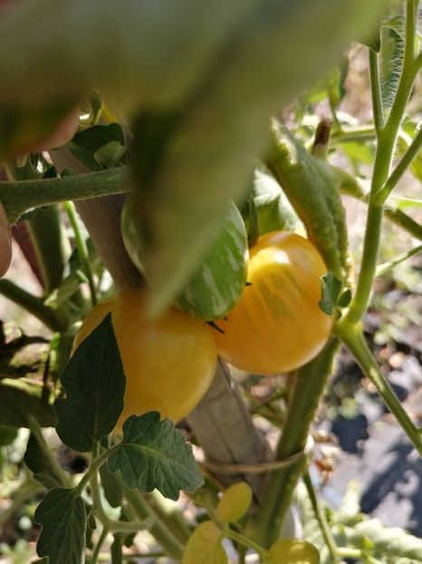  - SEMINTE ROSII - T 1109 YELLOW VERNISSAGE