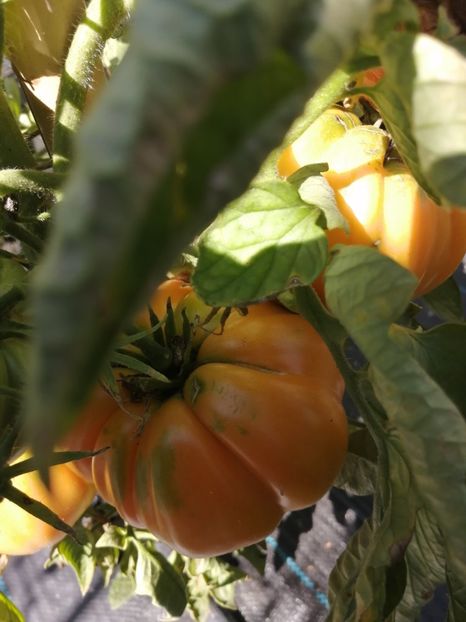  - SEMINTE ROSII - T 599 SUMMER CIDER APRICOT OP