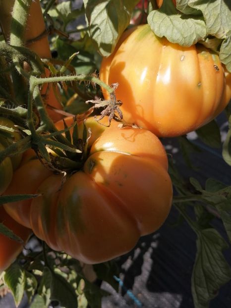  - SEMINTE ROSII - T 599 SUMMER CIDER APRICOT OP