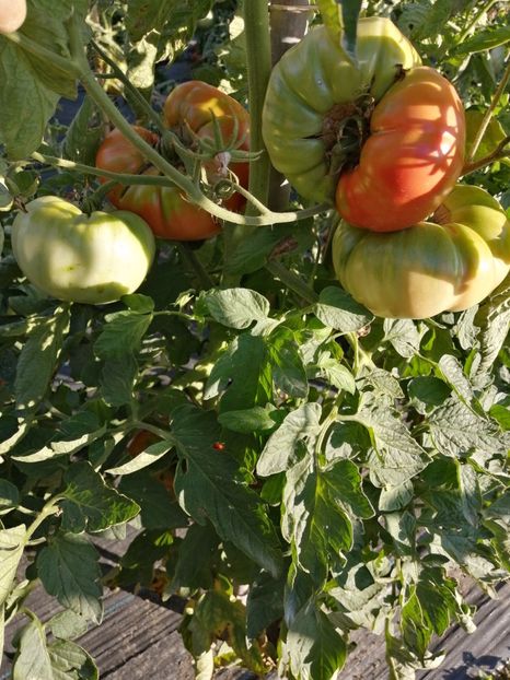  - SEMINTE ROSII - T 1041 ROSIE DE MAHMUDIA