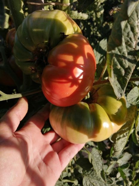  - SEMINTE ROSII - T 1041 ROSIE DE MAHMUDIA