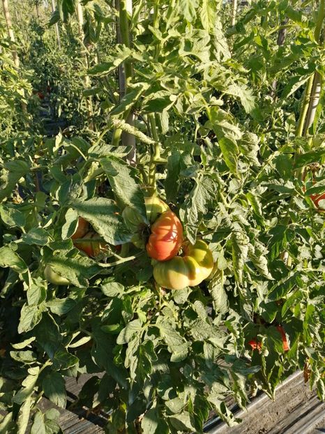  - SEMINTE ROSII - T 1041 ROSIE DE MAHMUDIA