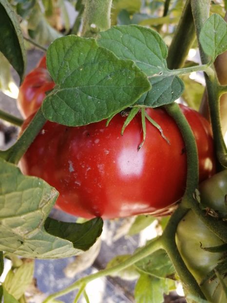  - SEMINTE ROSII - T 1041 ROSIE DE MAHMUDIA