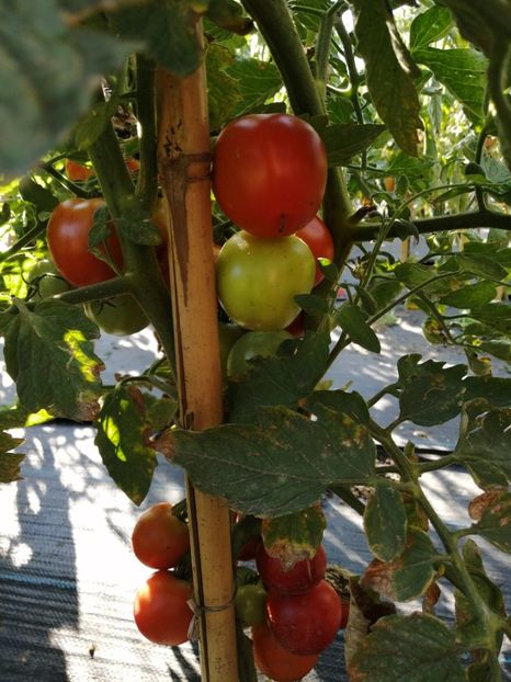  - SEMINTE ROSII - T 1095 DE BARAO FAT-SHAPED