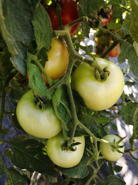  - SEMINTE ROSII - T 1095 DE BARAO FAT-SHAPED