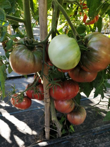  - SEMINTE ROSII - T 1096 MORADO