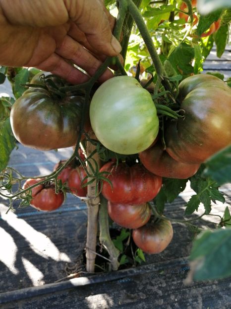  - SEMINTE ROSII - T 1096 MORADO