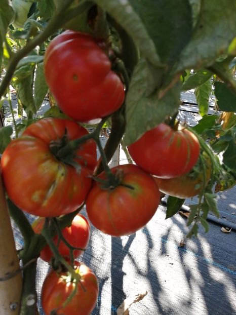  - SEMINTE ROSII - T 1043 MARI DE PORUMBACU