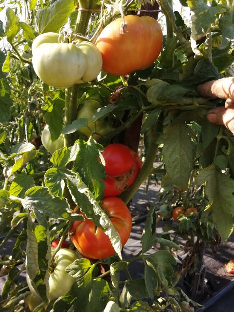  - SEMINTE ROSII - T 1044 MARI DE GORGOVA