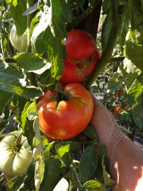  - SEMINTE ROSII - T 1044 MARI DE GORGOVA