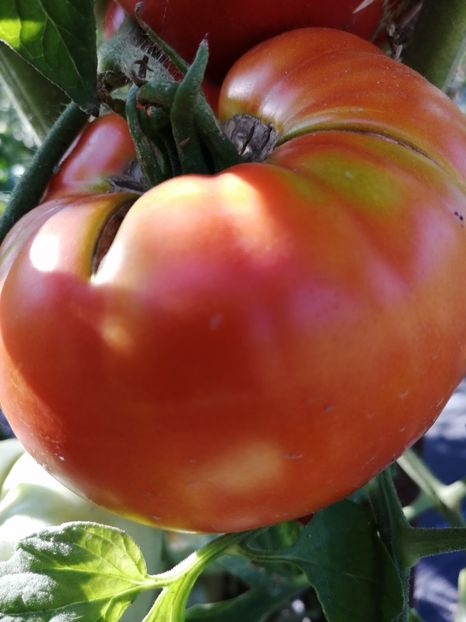  - SEMINTE ROSII - T 1044 MARI DE GORGOVA