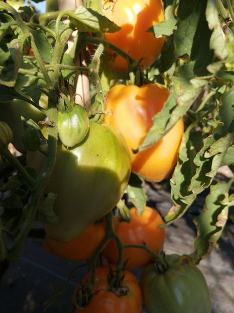  - SEMINTE ROSII - T 1121 OXHEART ORANGE