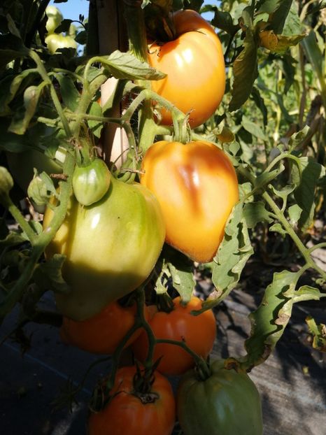  - SEMINTE ROSII - T 1121 OXHEART ORANGE