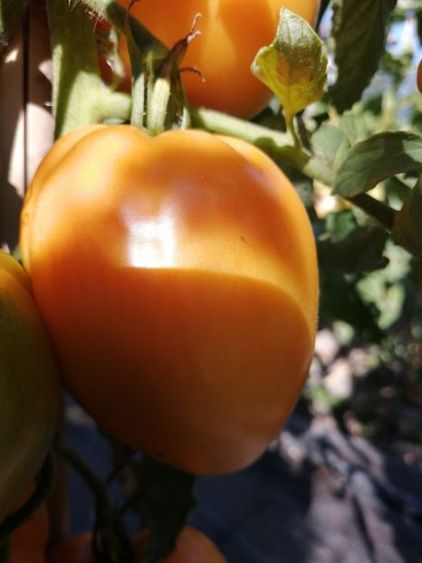  - SEMINTE ROSII - T 1121 OXHEART ORANGE