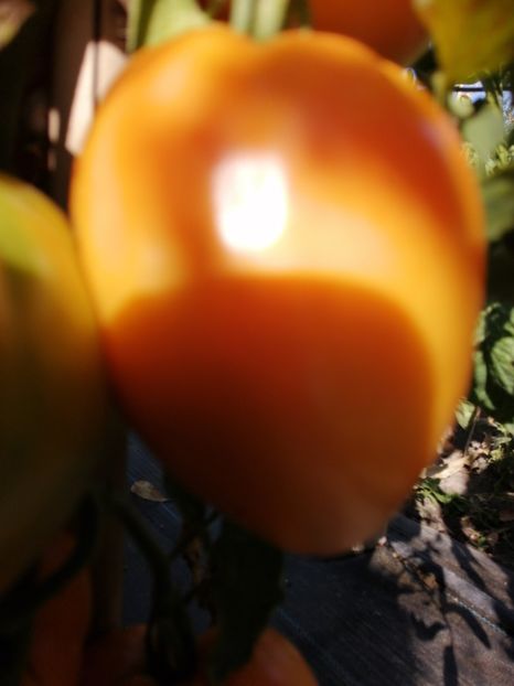  - SEMINTE ROSII - T 1121 OXHEART ORANGE