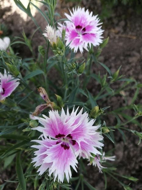  - SEMINTE GAROFITE - D 223 DIANTHUS PLUMARIUS MIX