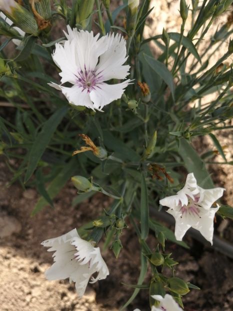  - SEMINTE GAROFITE - D 223 DIANTHUS PLUMARIUS MIX