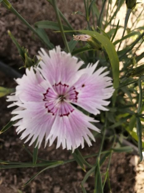  - SEMINTE GAROFITE - D 223 DIANTHUS PLUMARIUS MIX