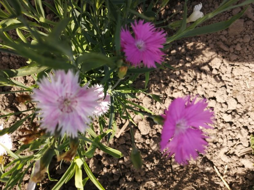  - SEMINTE GAROFITE - D 223 DIANTHUS PLUMARIUS MIX