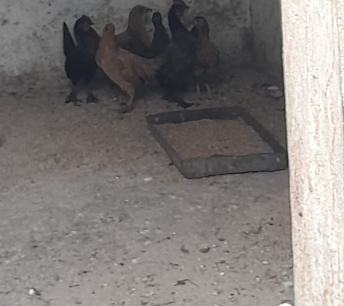 Pitoace 2024 Bun - Pitoace 2024 2025