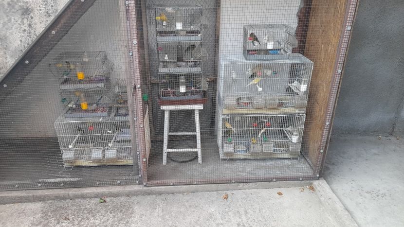 Timbrado 2024 - Canari timbrado spaniol