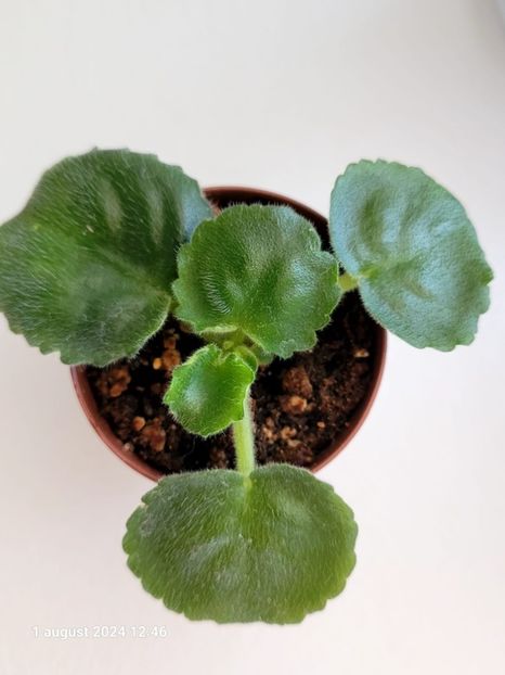 AV Kupchiha - 0 0 0 a disponibil iunie 2024