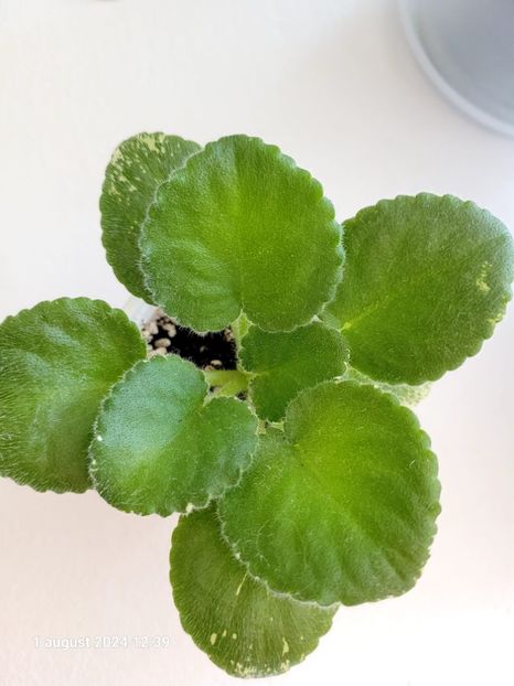 VaT Kholodnoe Serdts - 0 0 0 0 disponibil pachete puiuti violete