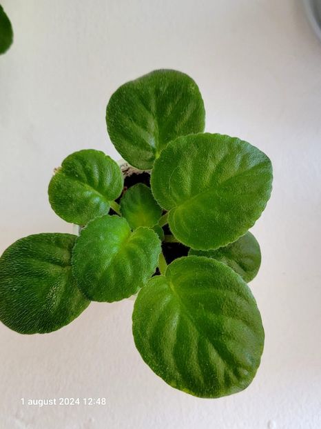 VAT-PRAZDNICHNYJ NARYAD PUGOVKi - 0 0 0 a disponibil iunie 2024