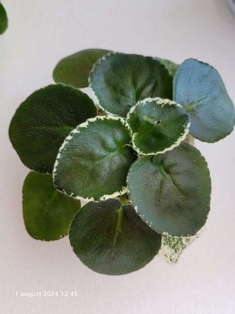 LE Margarita - 0 0 0 a disponibil iunie 2024