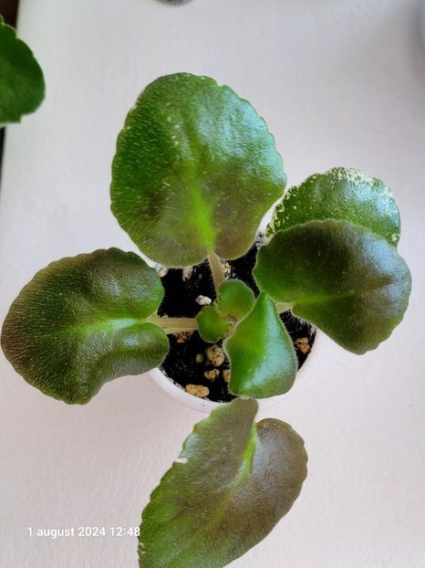 LE Parisian Secrets - 0 0 0 0 disponibil pachete puiuti violete