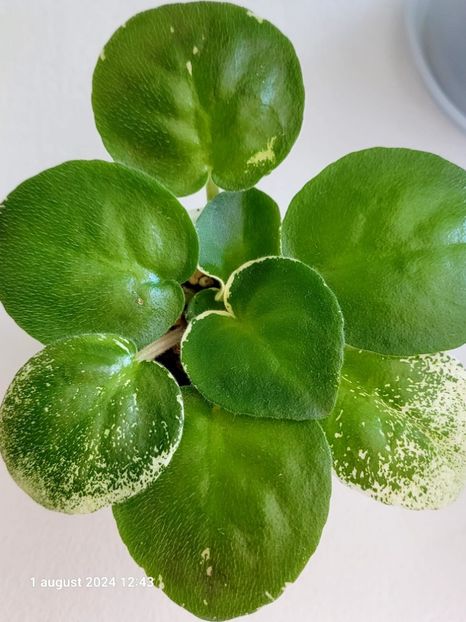 LE Art de Vie - 0 0 0 0 disponibil pachete puiuti violete