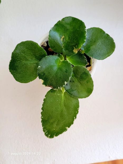 LE Margarita - 0 0 0 0 disponibil pachete puiuti violete