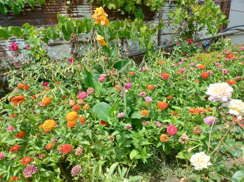  - Flori din curtea soacră-mi!