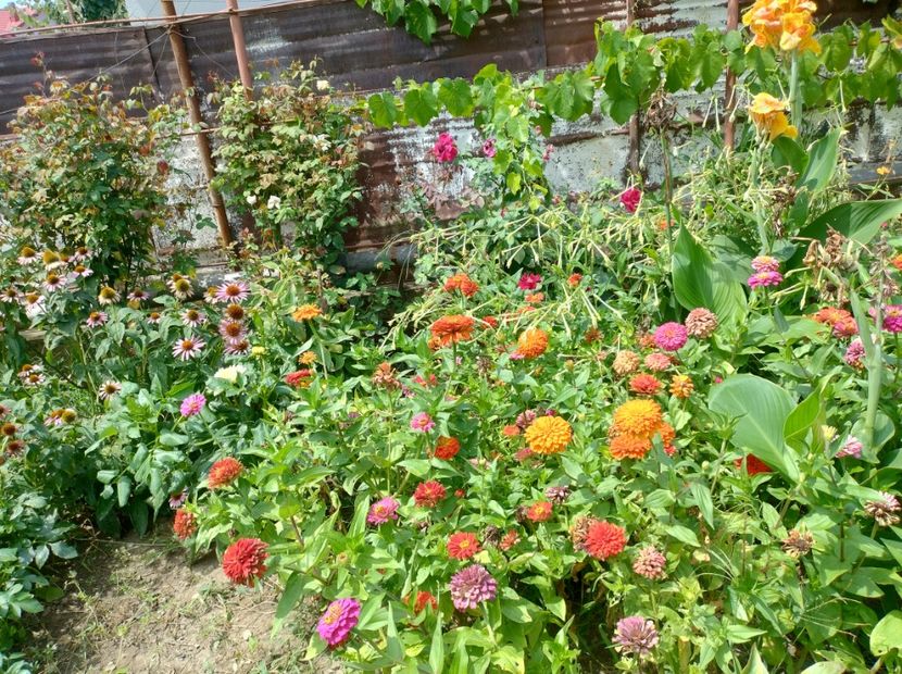  - Flori din curtea soacră-mi!