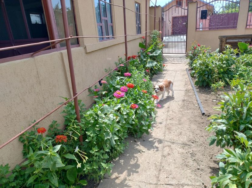  - Flori din curtea soacră-mi!