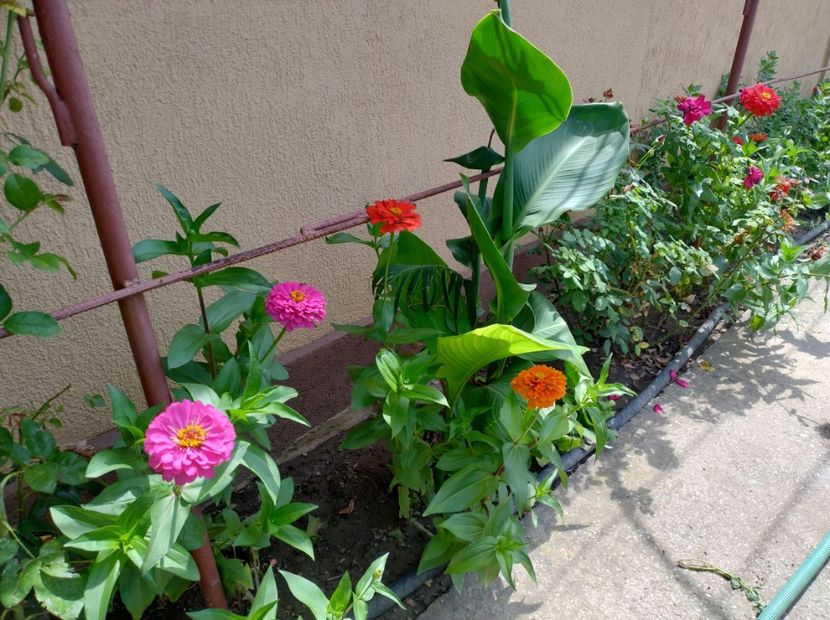  - Flori din curtea soacră-mi!