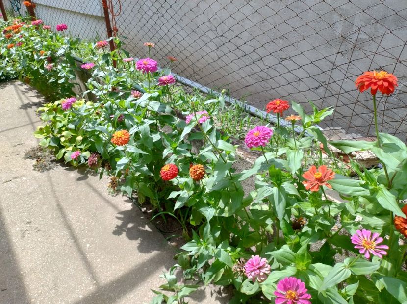  - Flori din curtea soacră-mi!