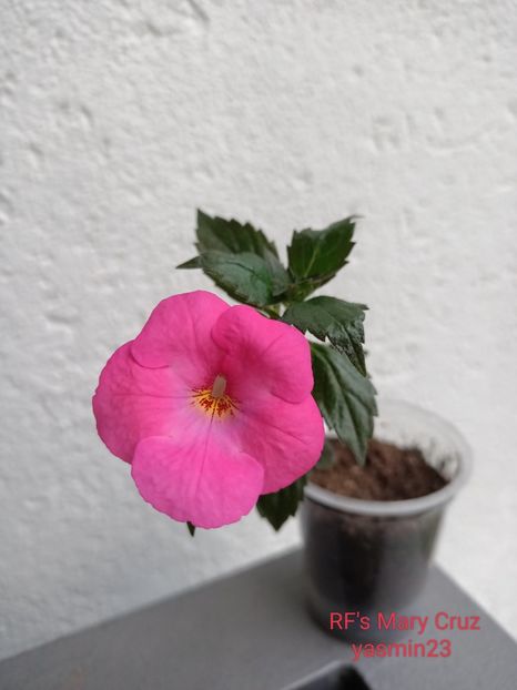 1.08.2024 - Achimenes 2024