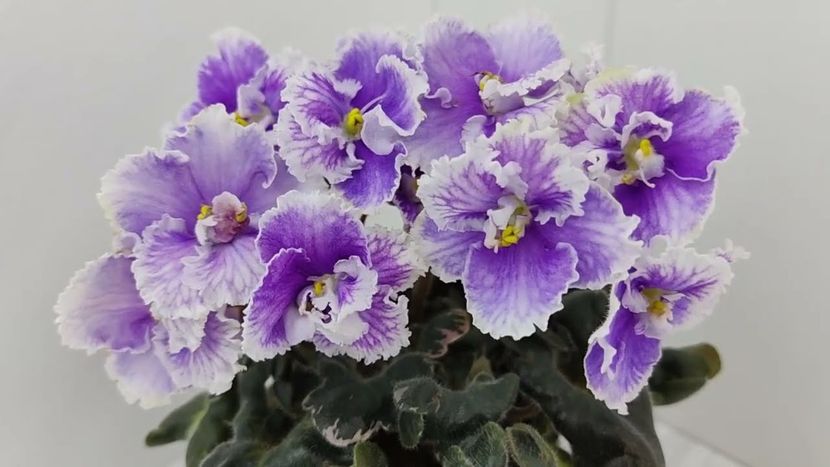 N-Tet-a-Tet - 0 0 0 a disponibil iunie 2024