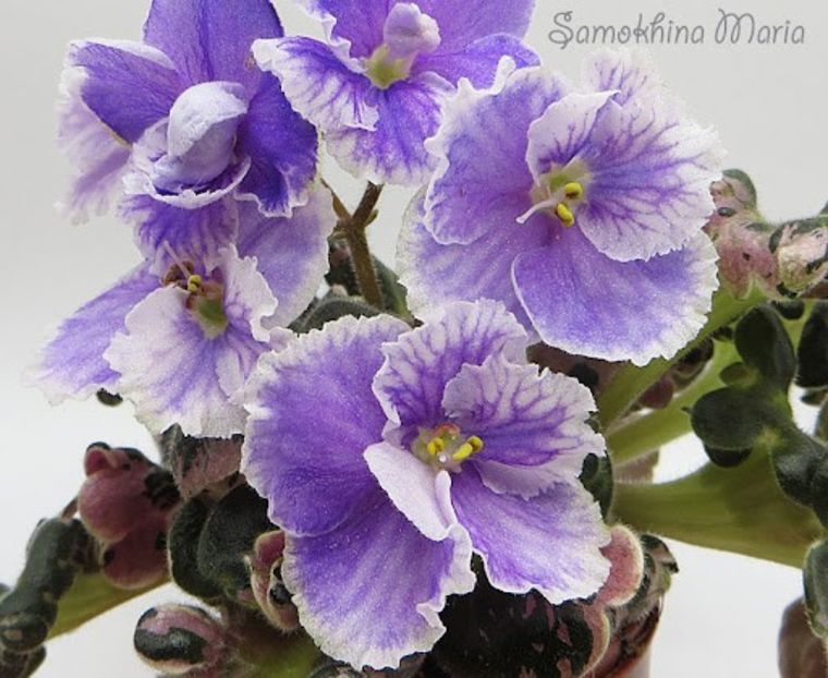 N-Tet-a-Tet - 0 0 0 a disponibil iunie 2024